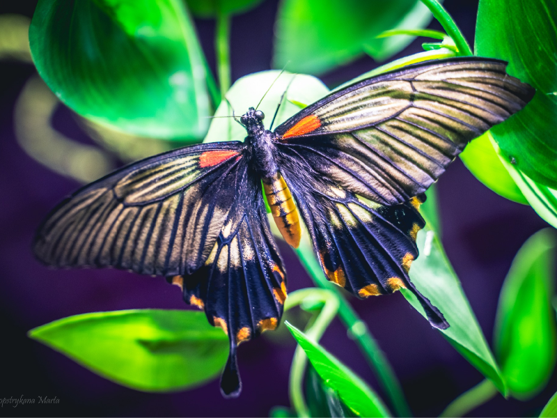 motyl na roślinie 